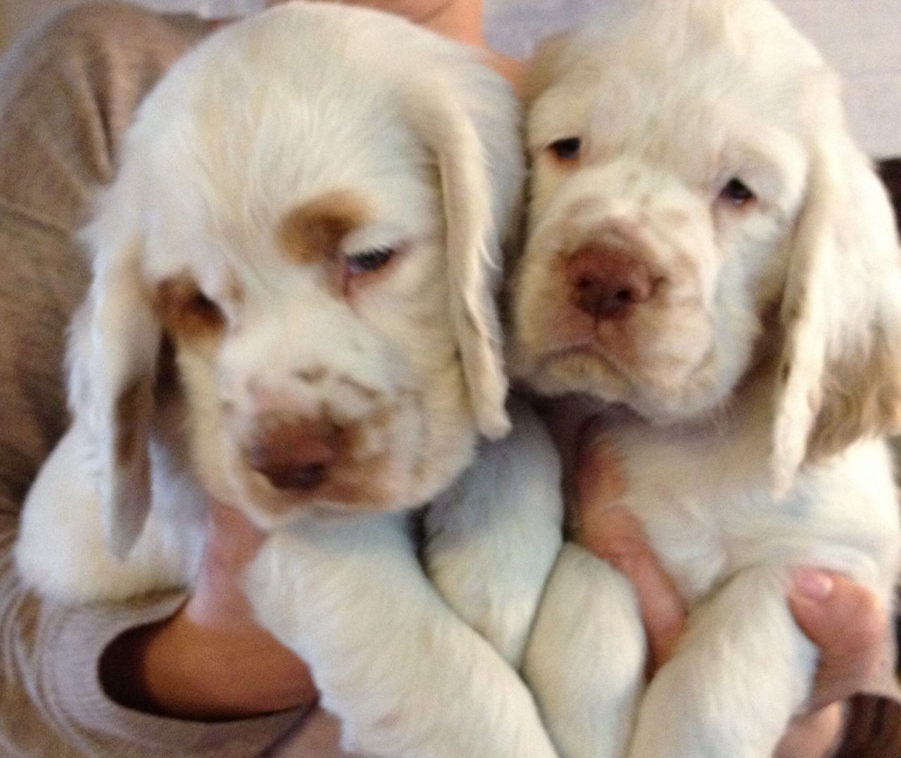 Clumber Spaniel Puppies: Clumber Kc Clumber Spaniel Pups With Coi Of Ramsgate Breed