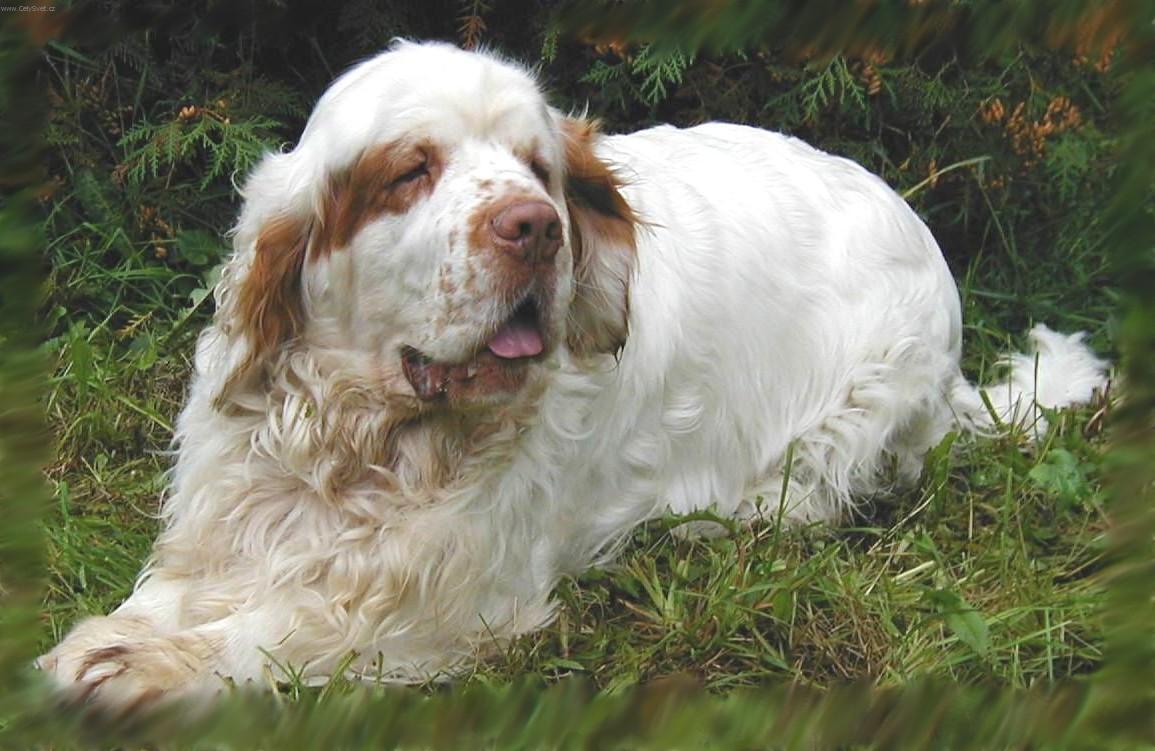 Clumber Spaniel Dog: Clumber S Breed