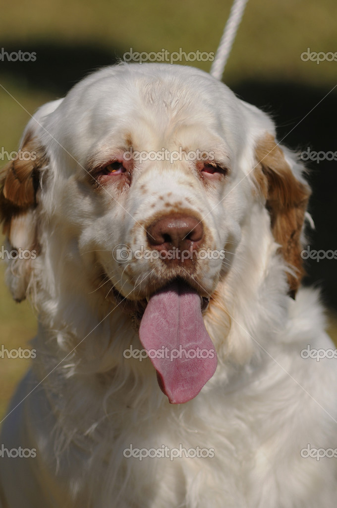 Clumber Spaniel Dog: Clumber Stock Clumber Spaniel Dog Breed