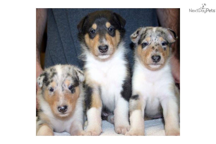 Collie, Smooth Puppies: Collie, Aba Breed