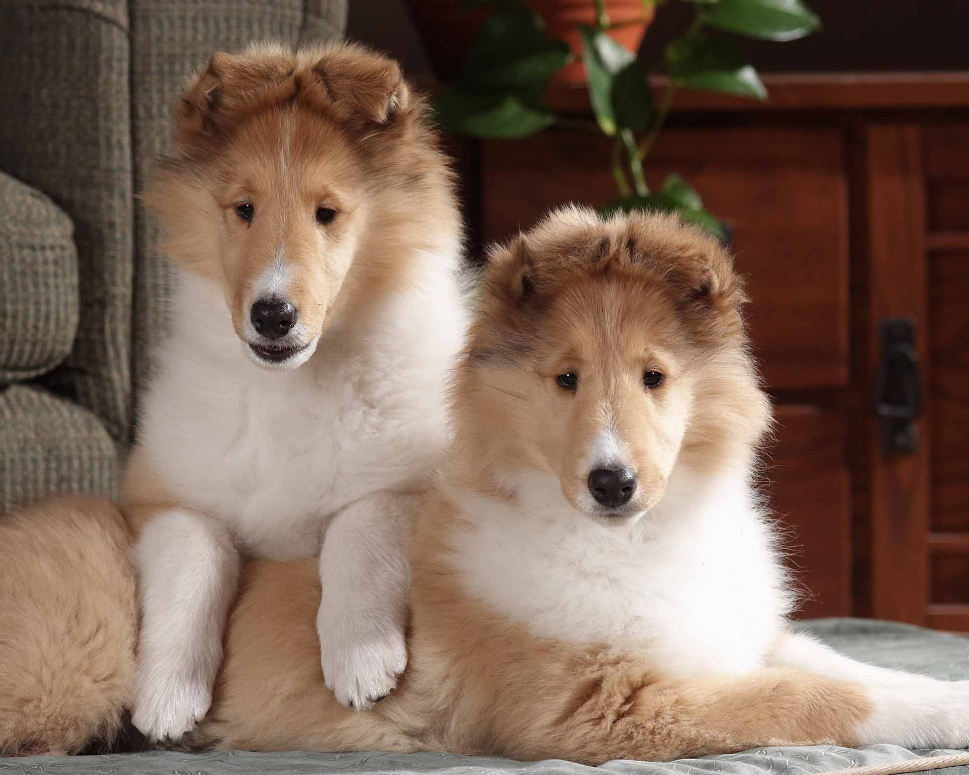 Collie, Rough Puppies: Collie, Breed