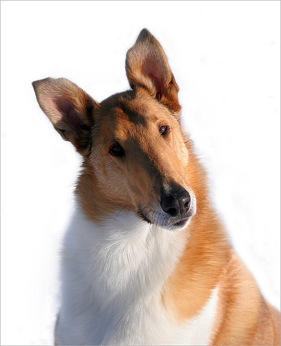 Collie, Smooth Puppies: Collie, Collie Gallery Pictures Of Collies Breed