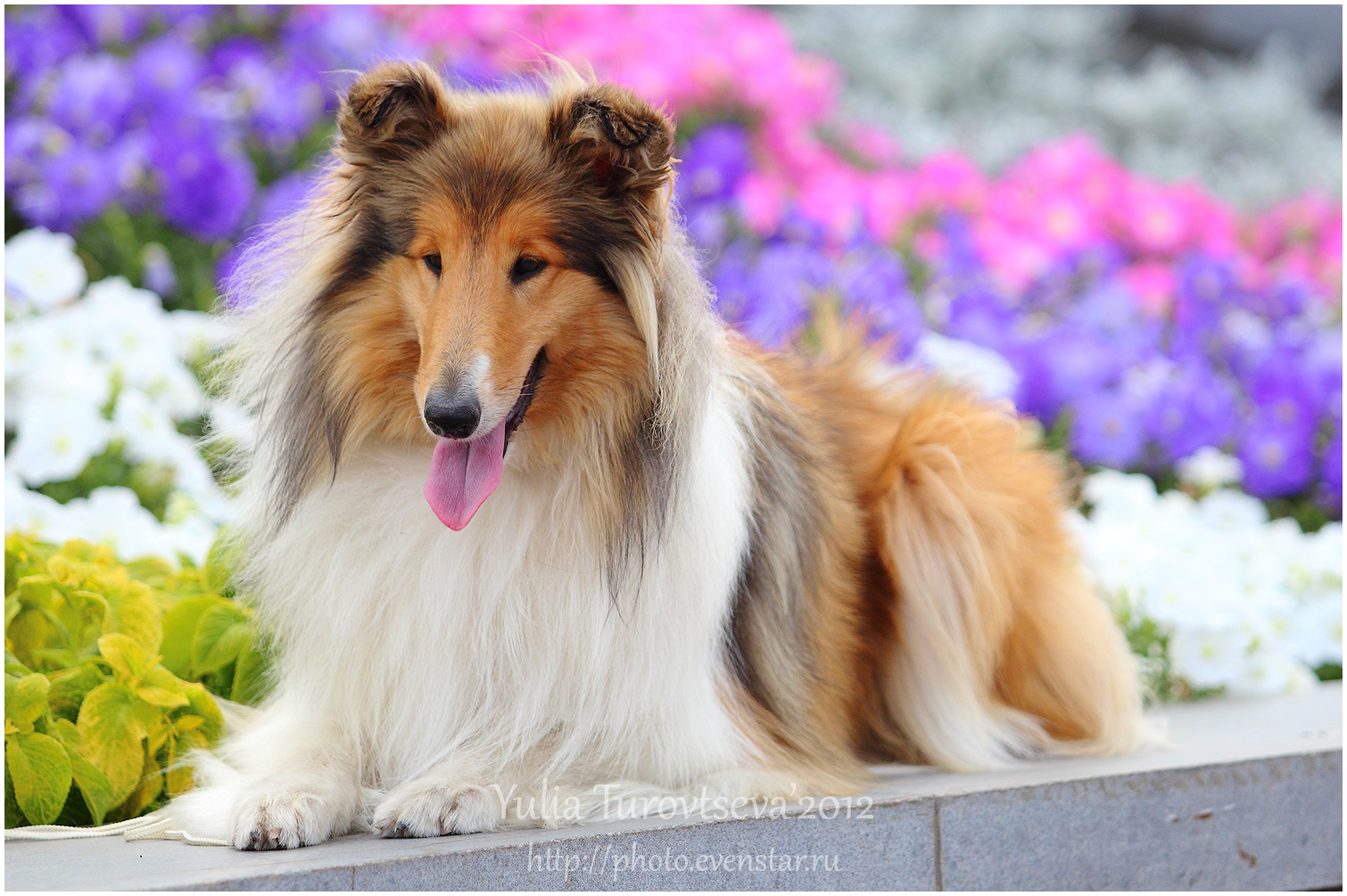 Collie, Rough Dog: Collie, Collie Rough Dog In Flowers Pic Breed