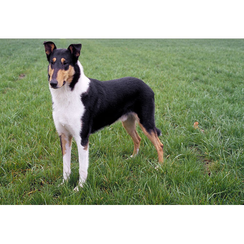 Collie, Smooth Dog: Collie, Collie Smooth Breed