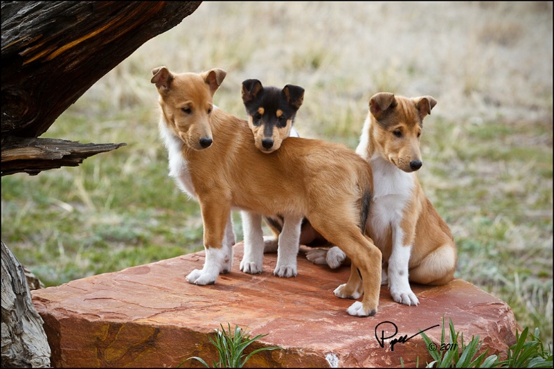 Collie, Smooth Puppies: Collie, Dynogalldetail Breed