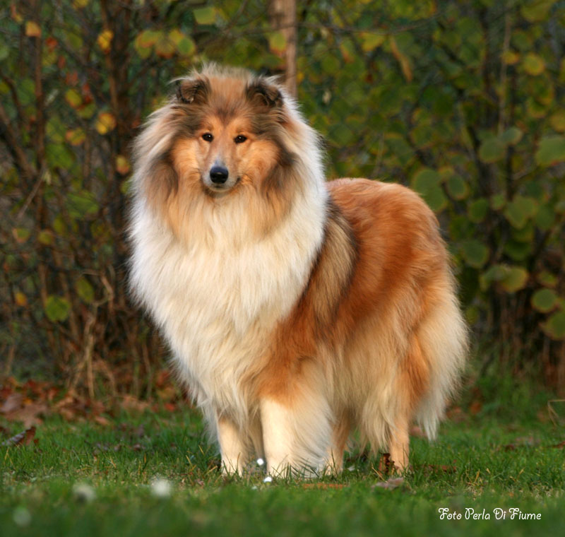 Collie, Rough Dog: Collie, Rough Collie Breed