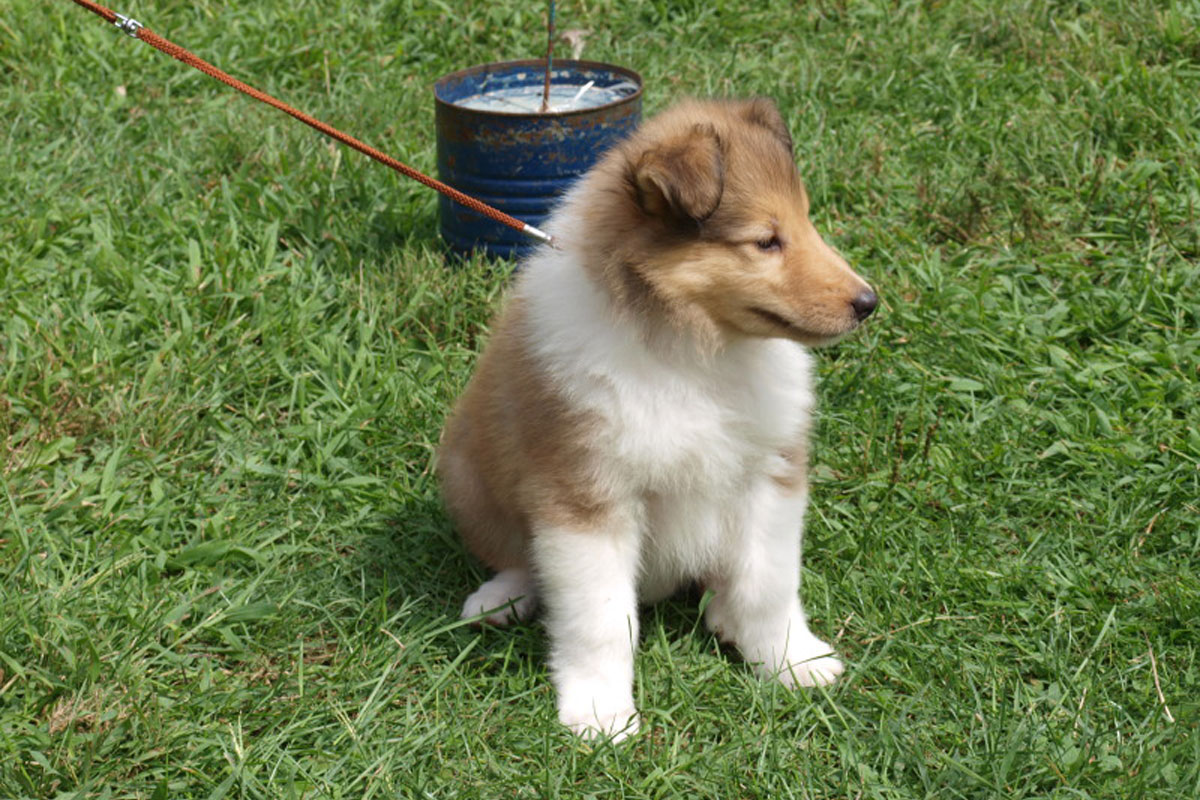 Collie, Rough Dog: Collie, Rough Collie Puppies For Sale Breed