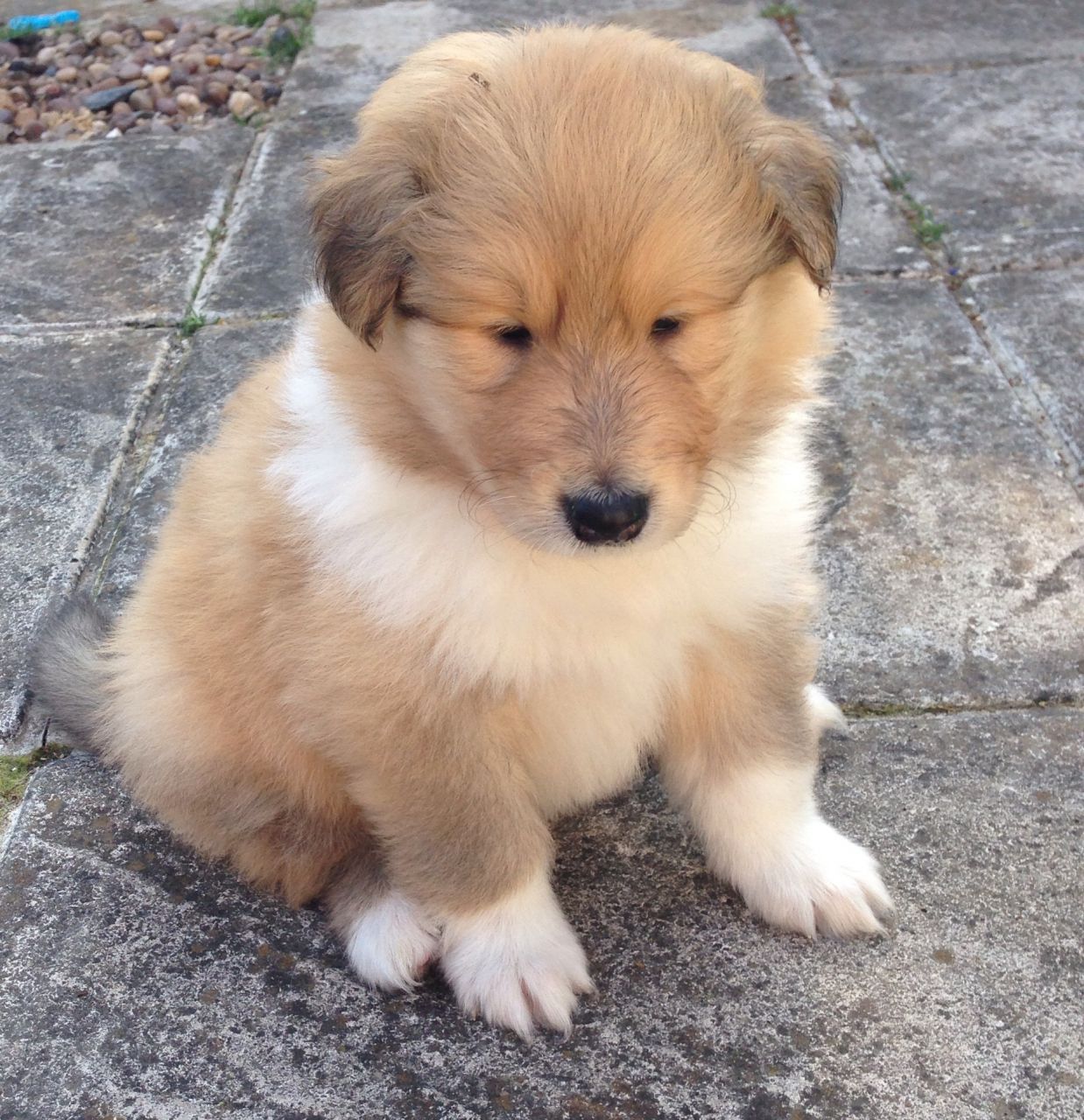 Collie, Rough Puppies: Collie, Rough Collie Puppies For Sale Loughborough Breed