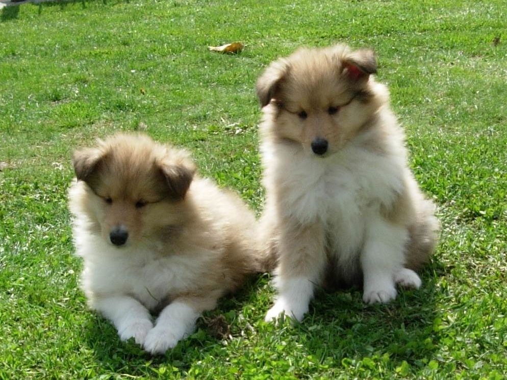 Collie, Rough Puppies: Collie, Rough Collie Puppies Leicester Breed