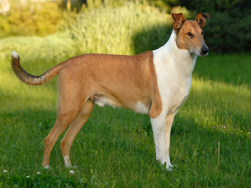 Collie, Smooth Dog: Collie, Smooth Collie Dog Standing In Field Puppies Breed