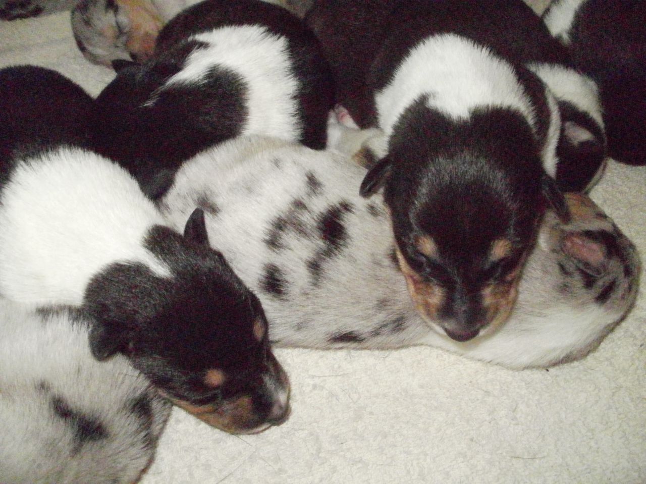 Collie, Smooth Puppies: Collie, Smooth Collie Puppies Herne Bay Breed