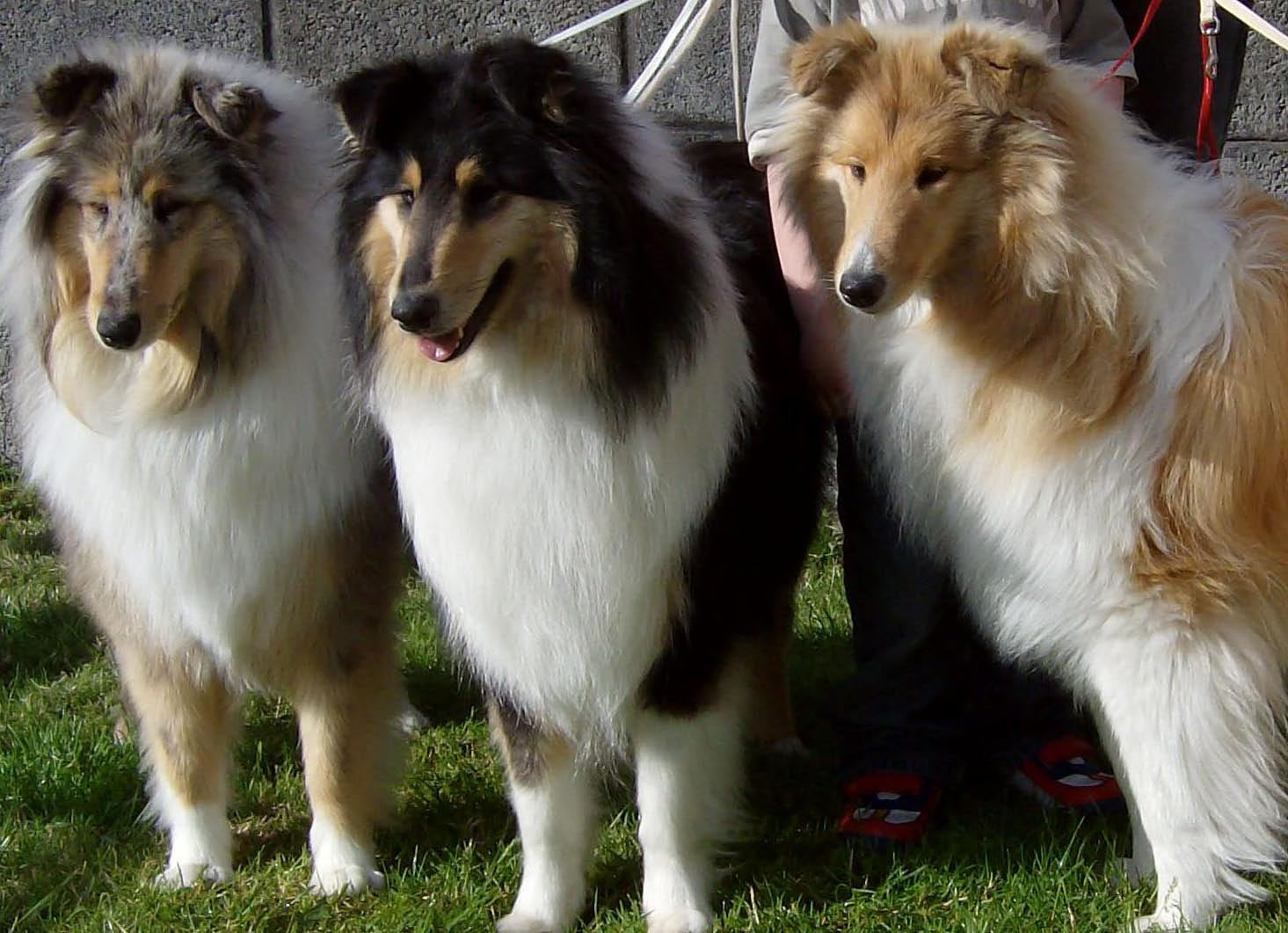 Collie, Rough Dog: Collie, Three Cute Collie Rough Dogs Pic Breed