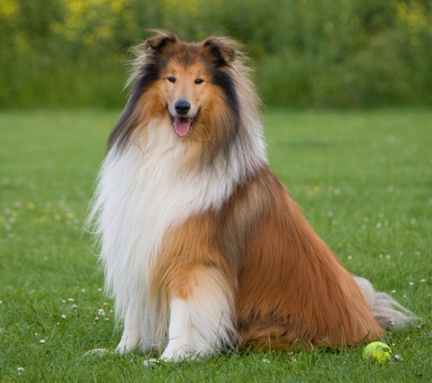 Collie, Rough Dog: Collie, View Breed