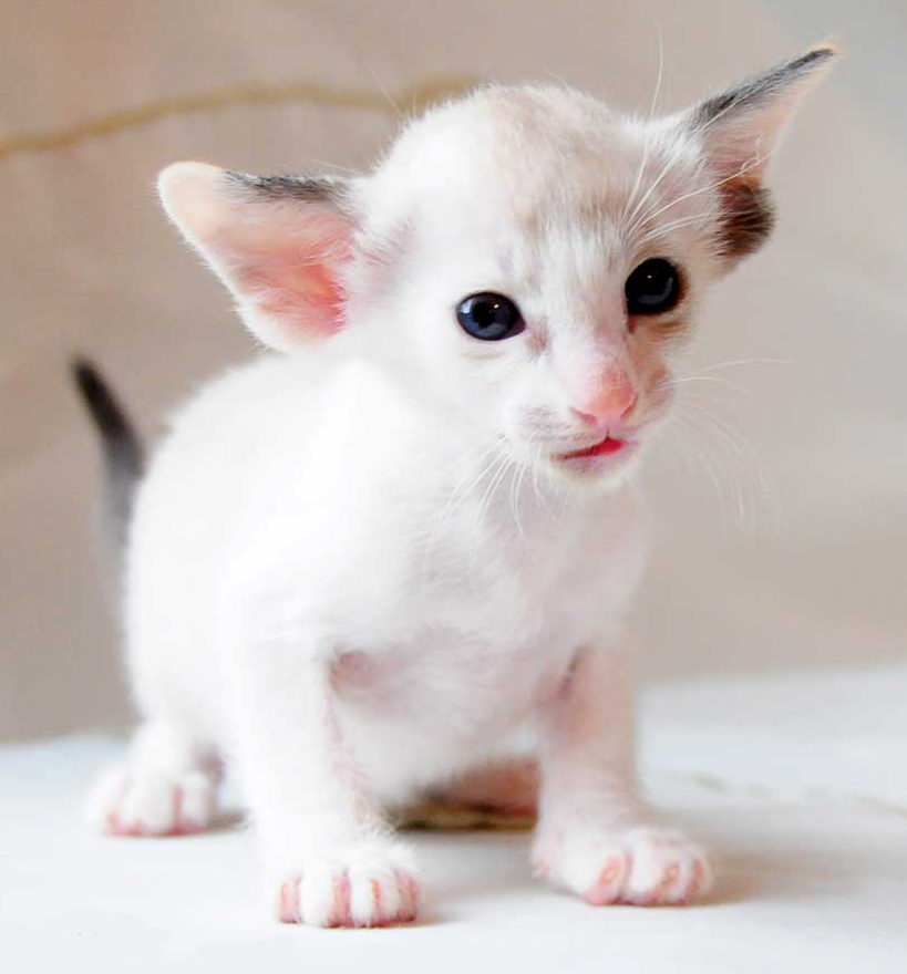 Colorpoint Shorthair Kitten: Colorpoint Colorpoint Shorthair Breed