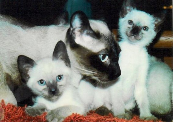 Colorpoint Shorthair Cat: Colorpoint Colorpoint Shorthair Cats Breed