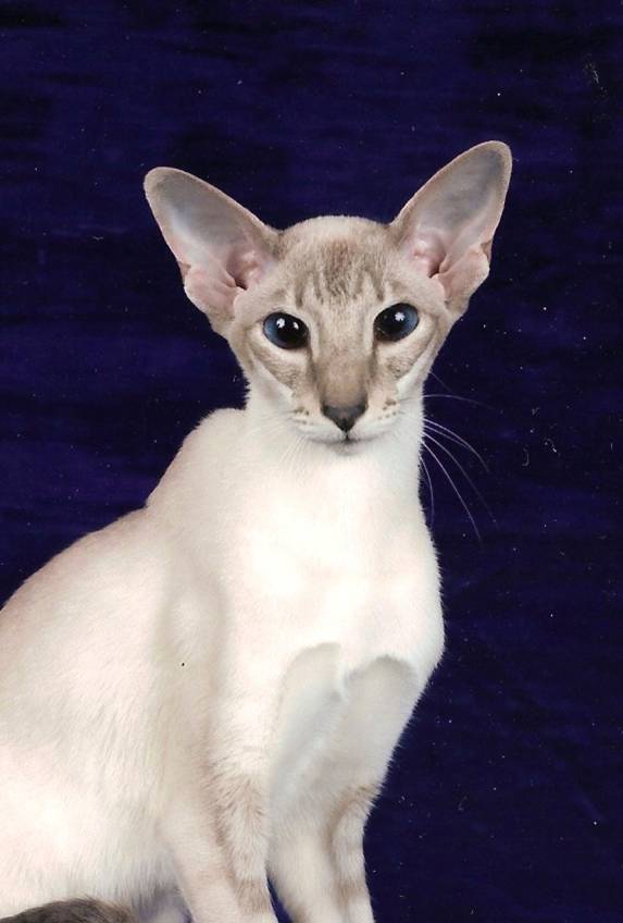 Colorpoint Shorthair Cat: Colorpoint Colorpoint Shorthair Pictures Breed