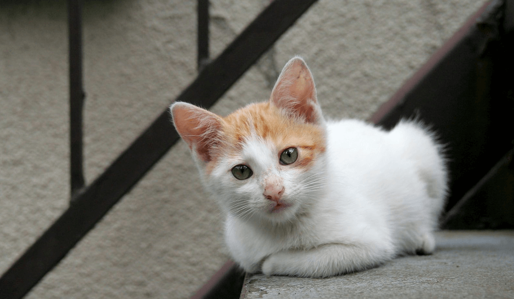 Colorpoint Shorthair Cat: Colorpoint Hypoallergenic Cat Breeds