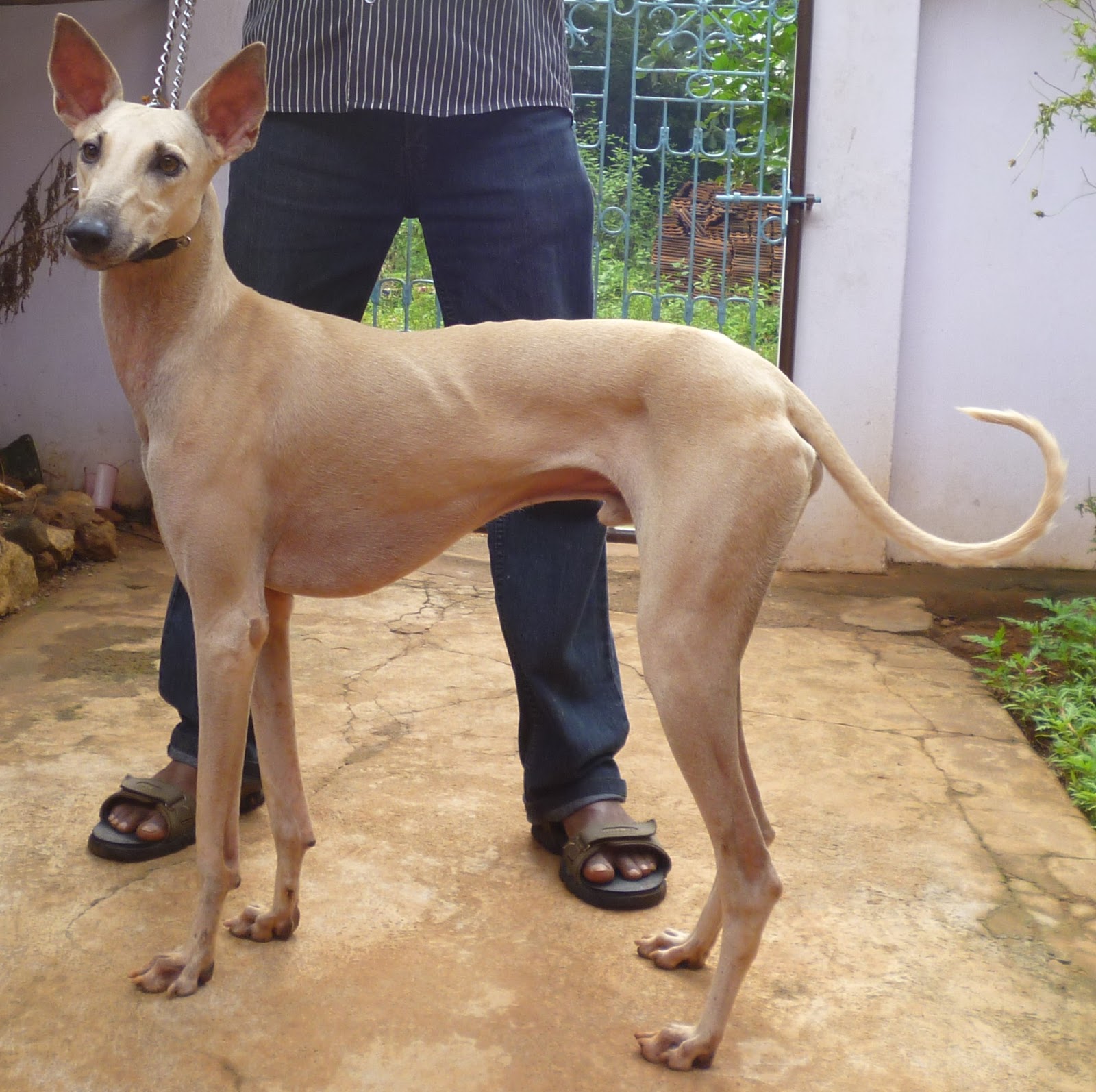 Combai Dog: Combai Chippiparai With The Owner Breed