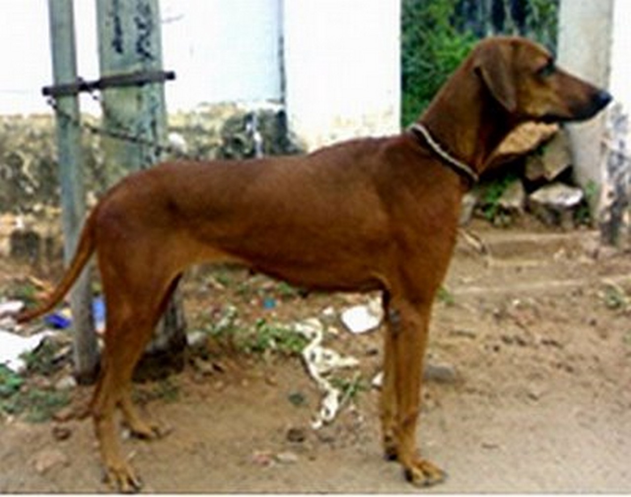 Combai Puppies: Combai Combai Dog Side View Breed
