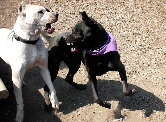 Cordoba Fighting Puppies: Cordoba Amores Perros Dog Fighting In Argentina Breed
