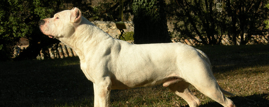 Cordoba Fighting Puppies: Cordoba Cordoba Fighting Dog Breed