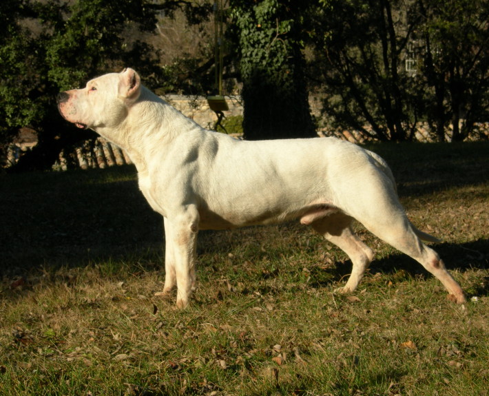 Cordoba Fighting Puppies: Cordoba Cordoba Fighting Dog Dog Breeds Information