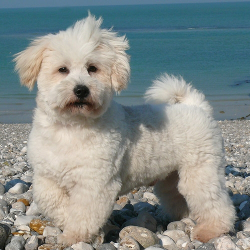 Coton de Tulear Dog: Coton Dogs Coton De Tulear Breed