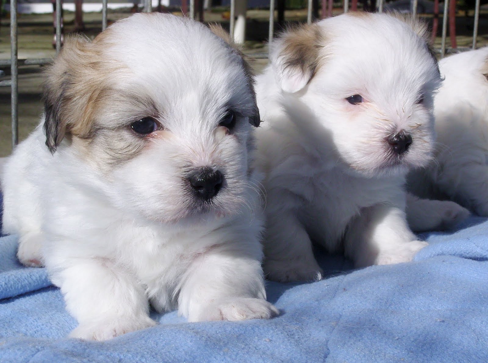 Coton de Tulear Puppies: Coton Two Lovely Coton De Tulear Puppies Breed