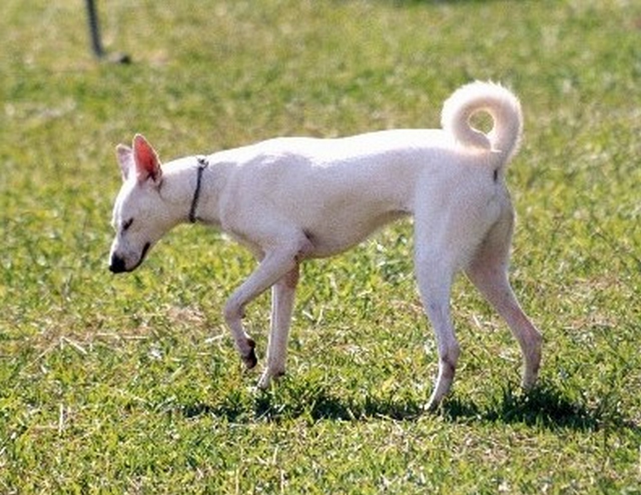 Cretan Hound Puppies: Cretan Dog French Pointer Hd Breed