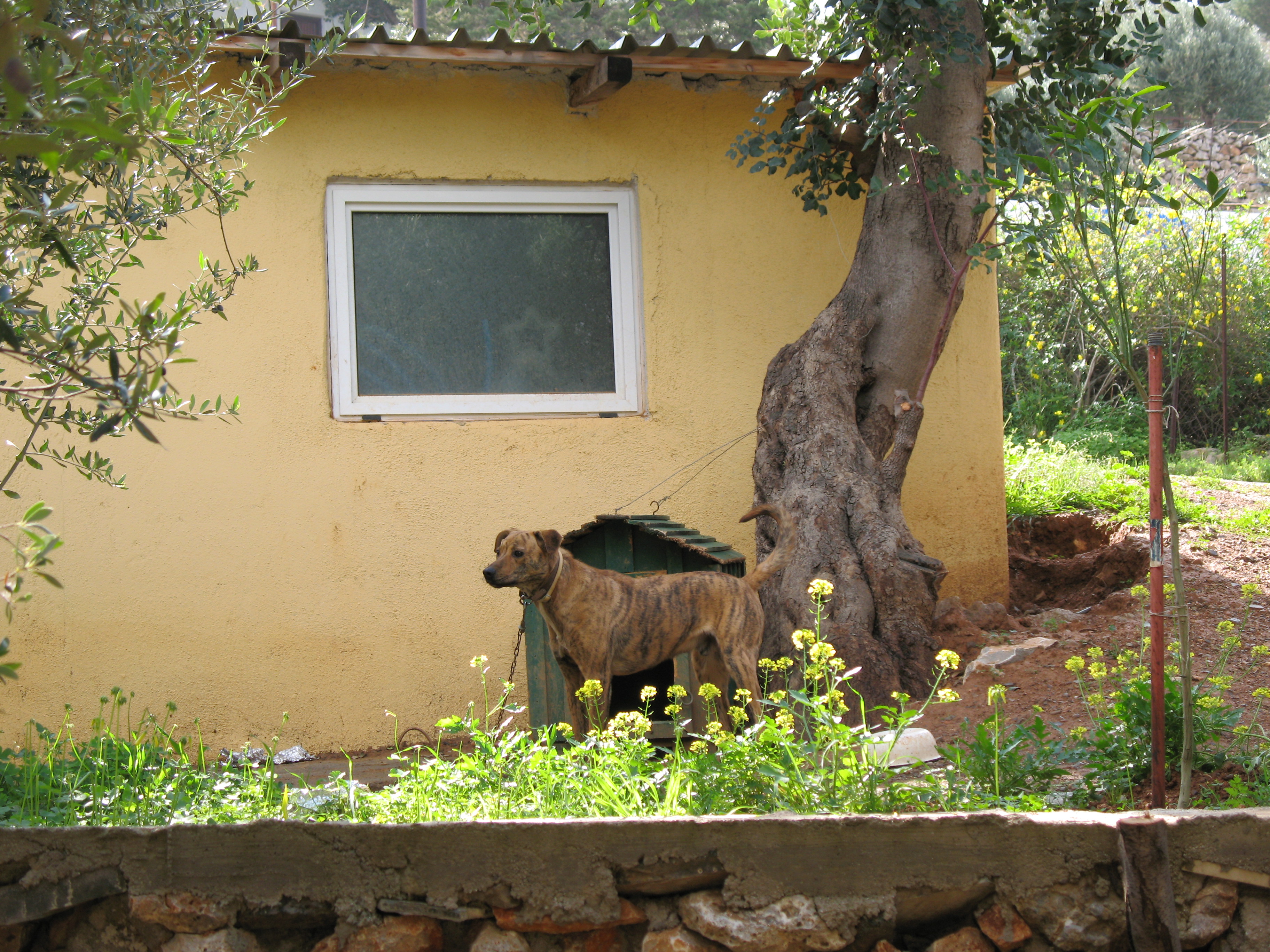Cretan Hound Puppies: Cretan Portekiz Sigir Kopegi Breed