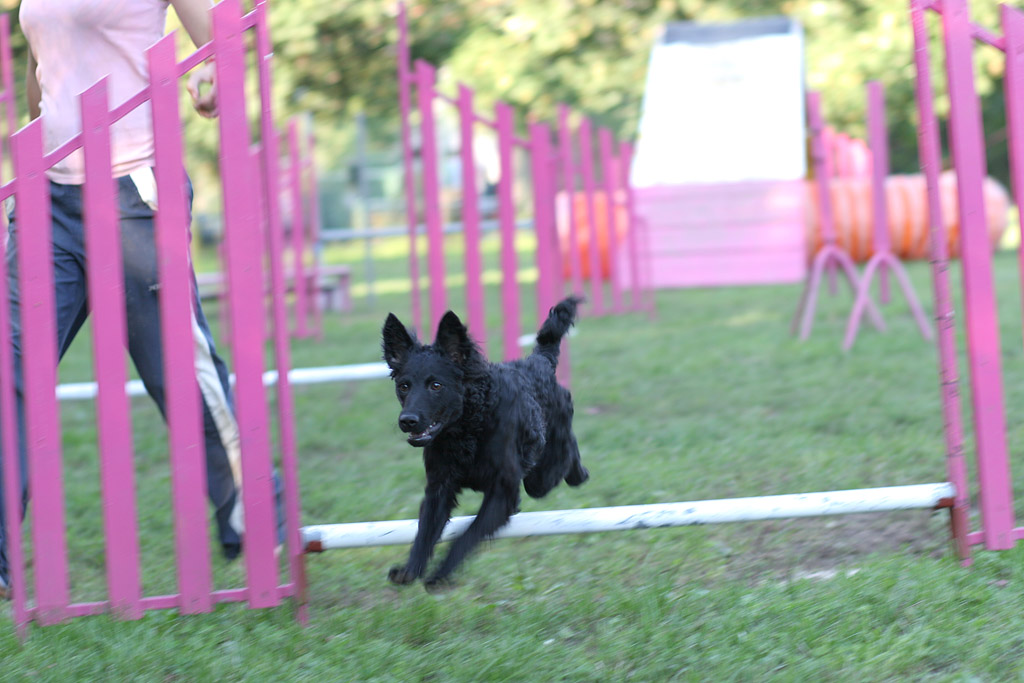 Croatian Sheepdog Dog: Croatian Jumping Croatian Sheepdog Dog Breed
