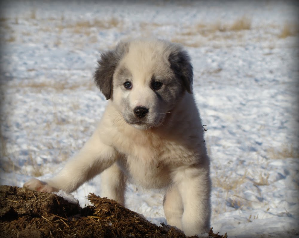 Cumberland Sheepdog Puppies: Cumberland Dog And Beautiful Funny Hovawart Pictures Breed