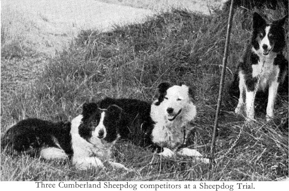 Cumberland Sheepdog Puppies: Cumberland Drawn Cumberland Sheepdog Pic Breed