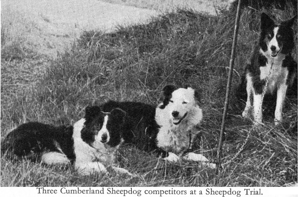 Cumberland Sheepdog Dog: Cumberland Sheepdogs Breed