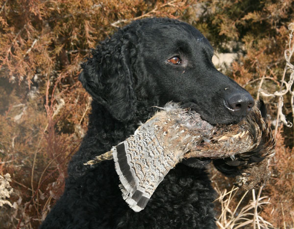 Curly Coated Retriever Puppies: Curly Breed Profile The Golden Retriever