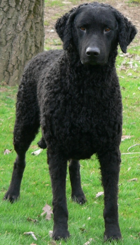 Curly Coated Retriever Dog: Curly Breed