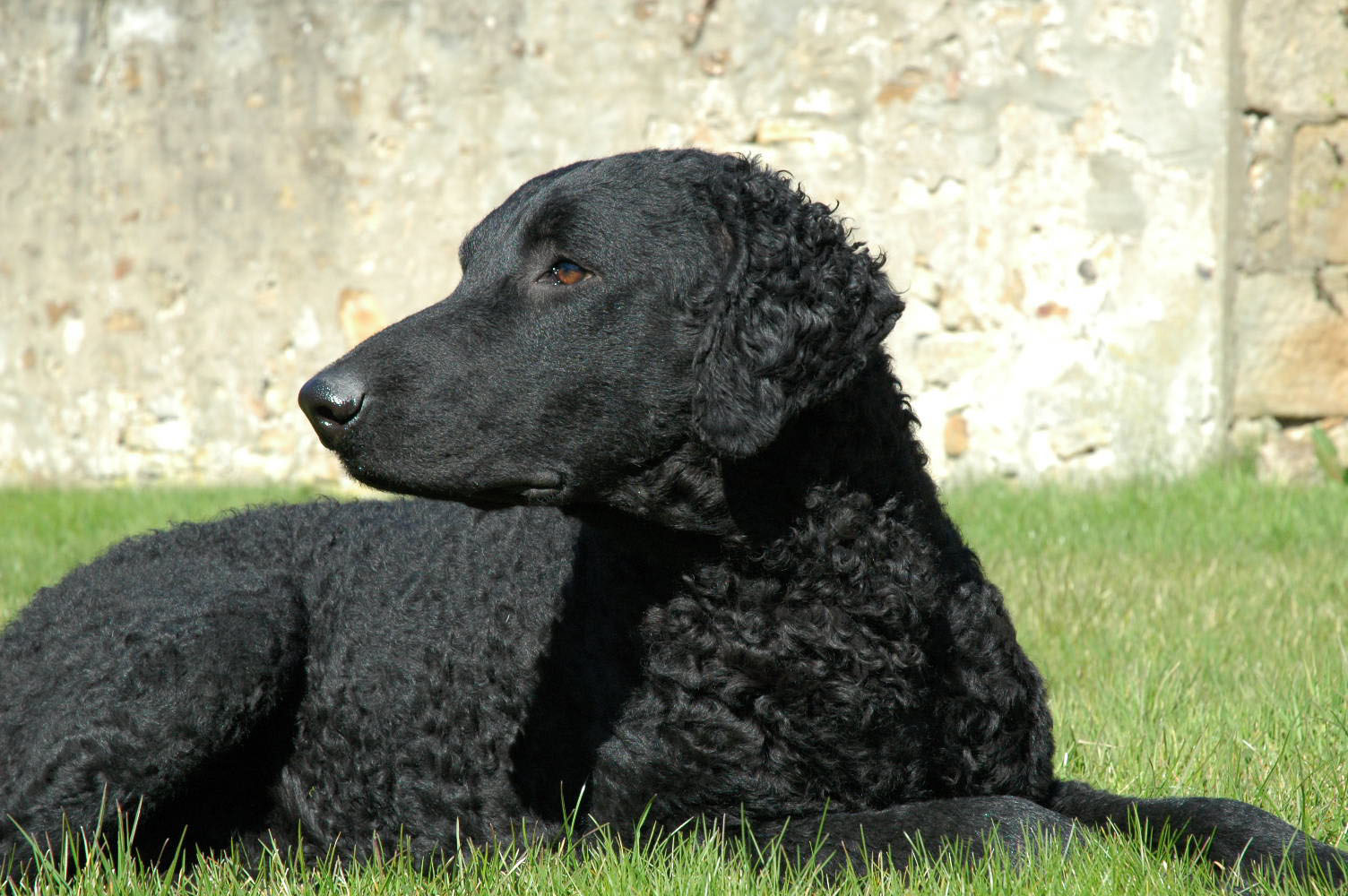 Curly Coated Retriever Dog: Curly Curly Coated Retriever Dog Breed