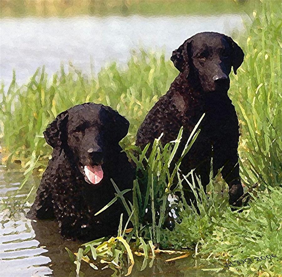 Curly Coated Retriever Dog: Curly Curly Coated Retriever Dog Olde Time Mercantile Breed