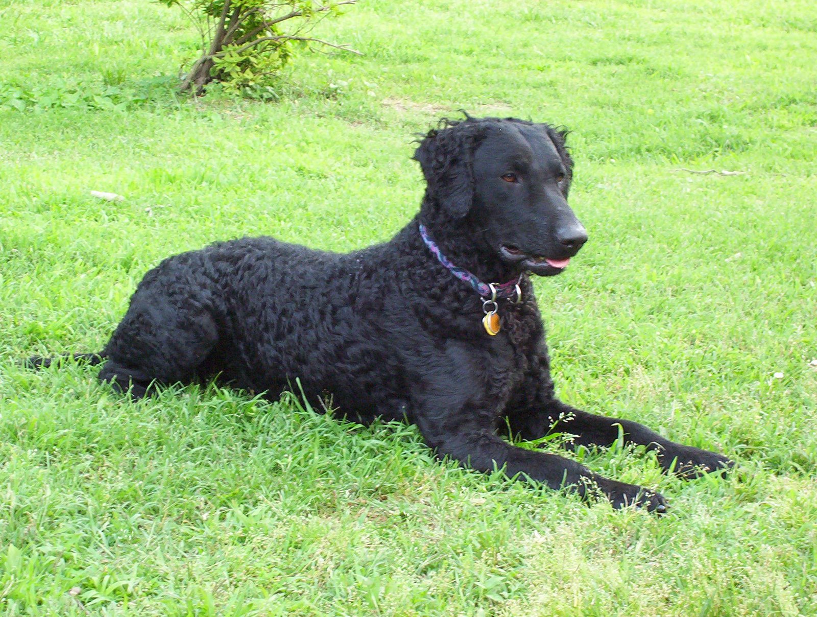 Curly Coated Retriever Puppies: Curly Curly Coated Retriever On The Grass Breed
