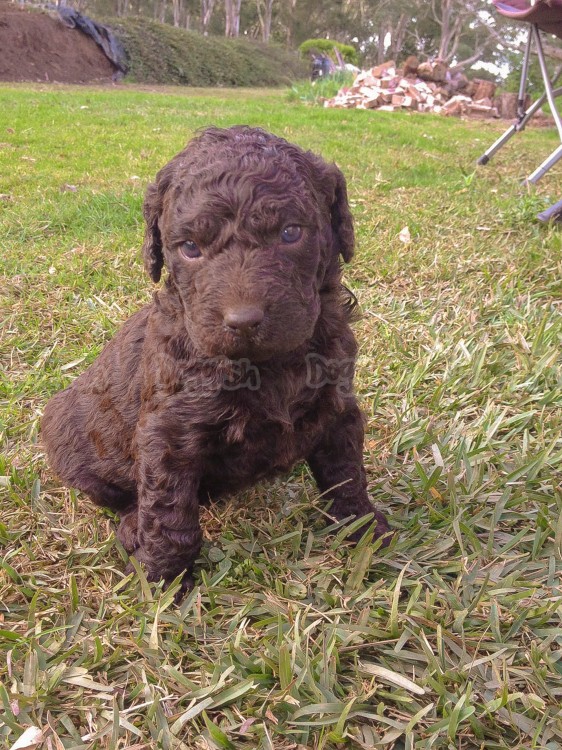 Curly Coated Retriever Puppies: Curly Curly Coated Retriever Puppies Breed