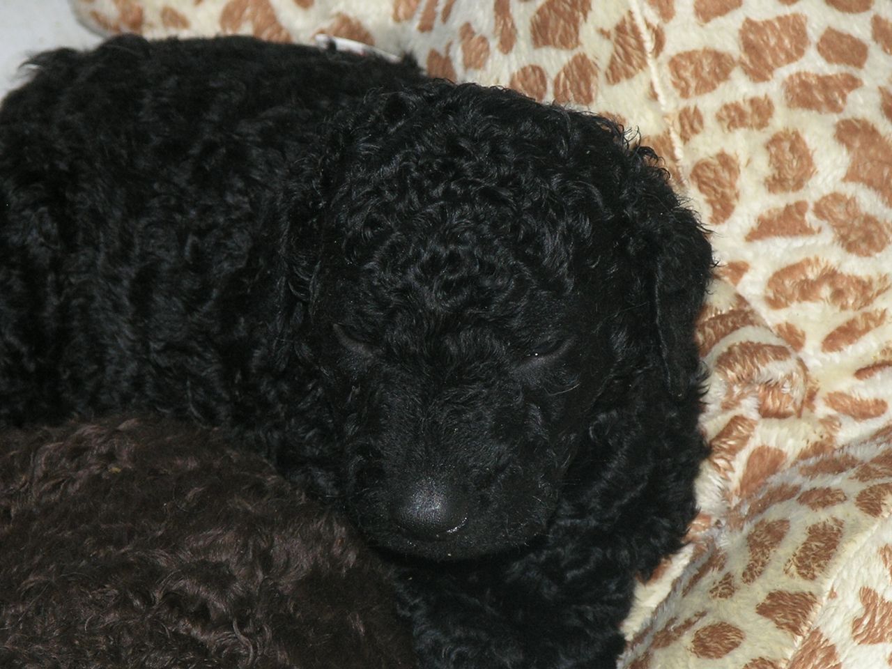 Curly Coated Retriever Puppies: Curly Curly Coated Retriever Puppies For Sale Derby Breed