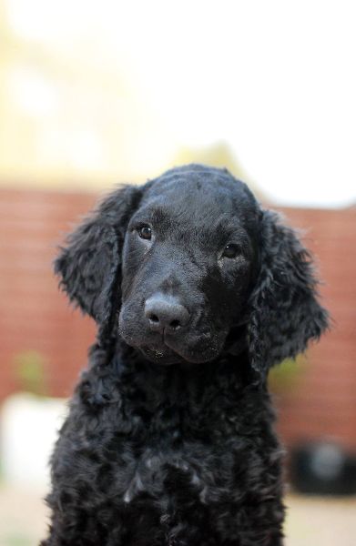 Curly Coated Retriever Puppies: Curly Curly Coated Retrievers Puppies Ready Now Breed