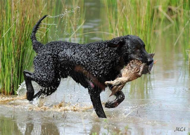 Curly Coated Retriever Puppies: Curly Curly Haired Cute Powerful Retriever Puppies Breed