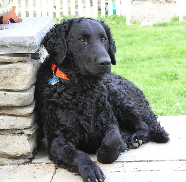 Curly Coated Retriever Dog: Curly Curlycoatedretriever Breed