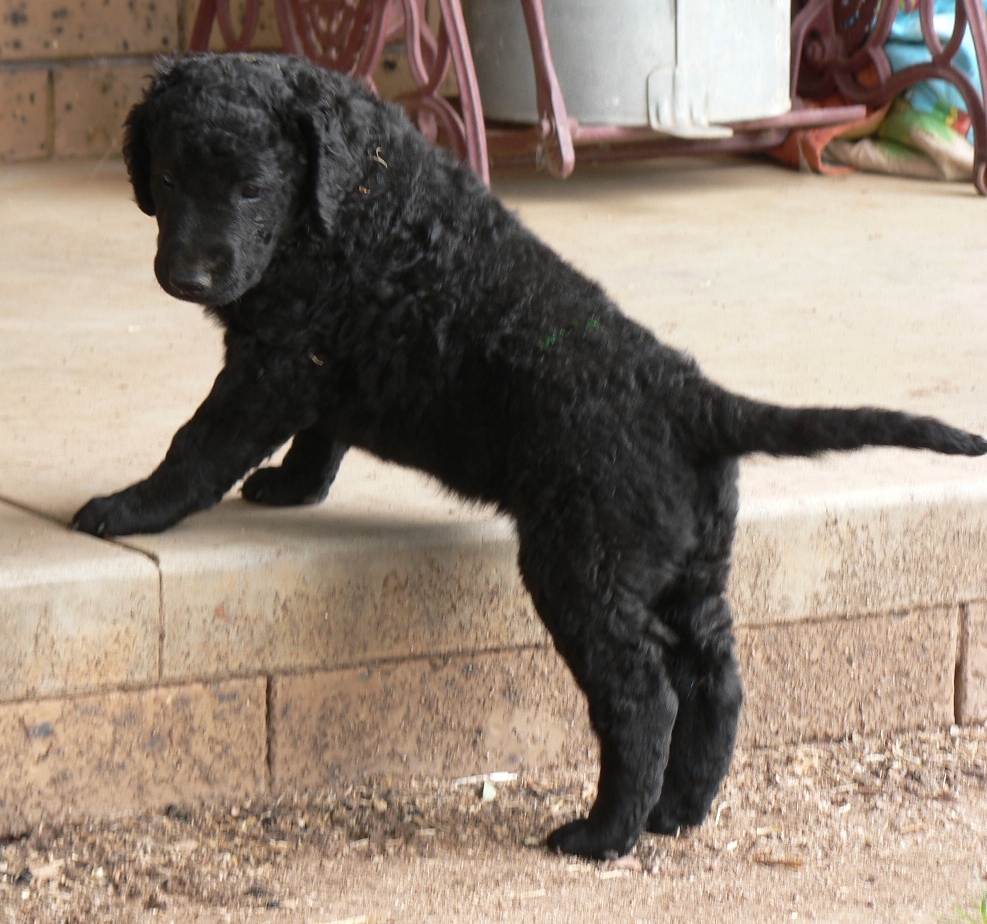 Curly Coated Retriever Puppies: Curly Funny Curly Coated Retriever Puppy Breed