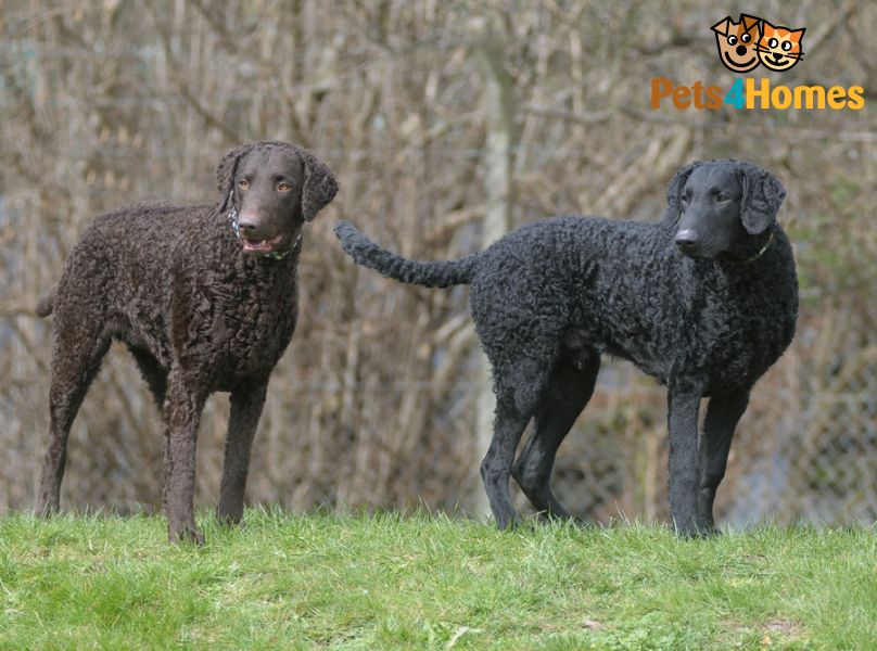 Curly Coated Retriever Dog: Curly Home Breed