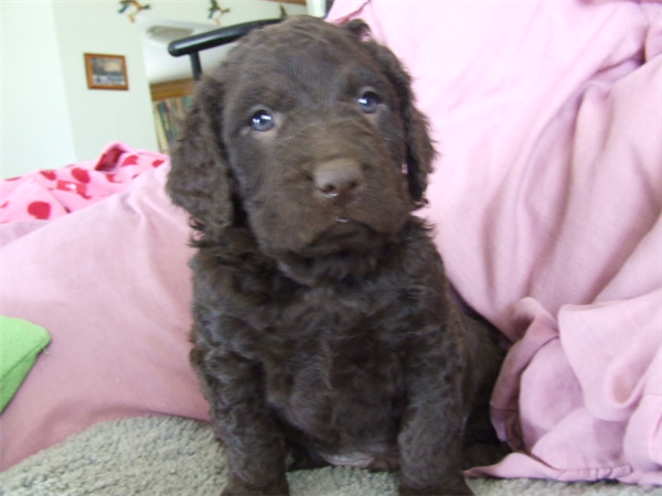 Curly Coated Retriever Puppies: Curly Murray River Curly Coated Retriever Puppies P Breed