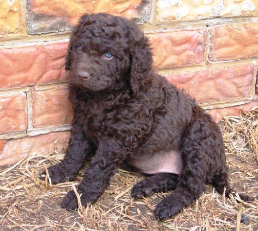 Curly Coated Retriever Puppies: Curly Resting Murray River Curly Coated Retriever Breed