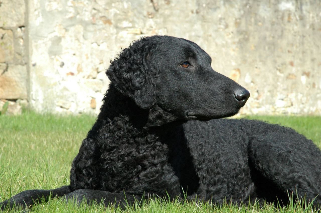 Curly Coated Retriever Dog: Curly Watch Breed