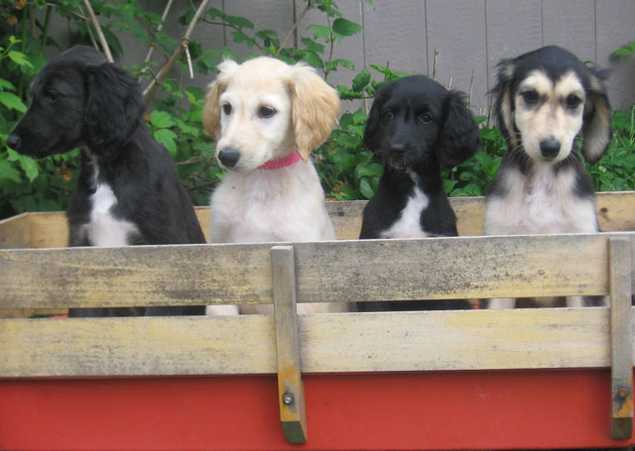 Cute Afghan Hound Puppies: Cute Afghan Hound Information And S Breed